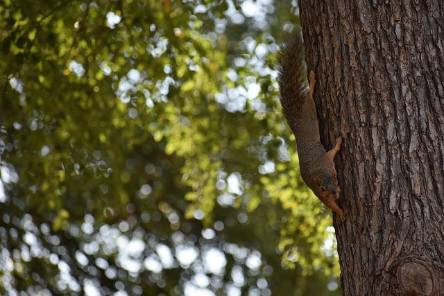 了强队美国 了强队美国